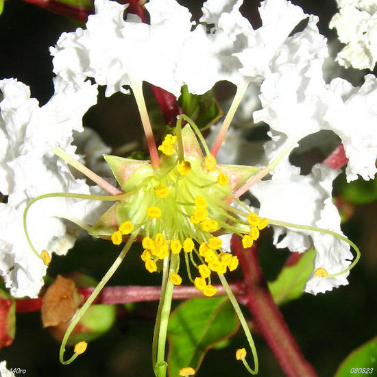 IMG_7222tas.jpg