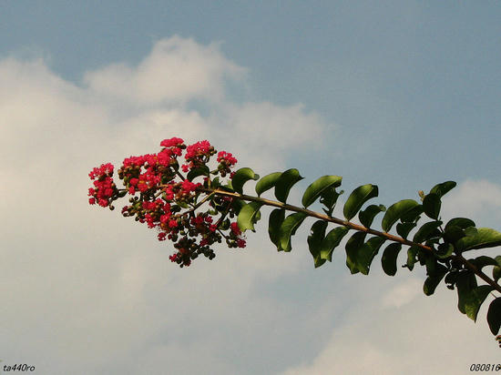 img_37036tas.jpg