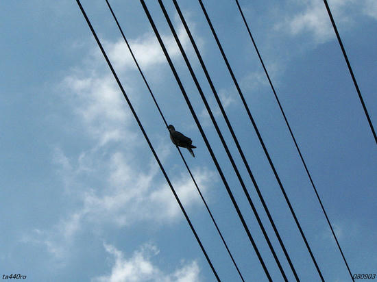 img_37473tas.jpg