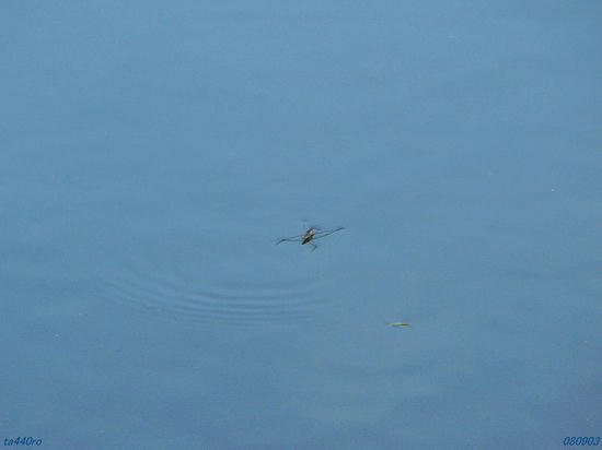 img_37504tas.jpg