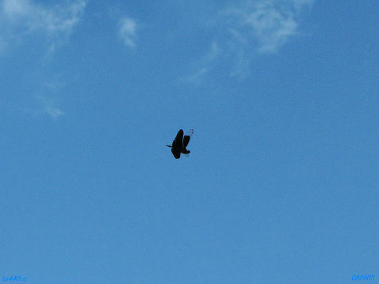 img_37589tas.jpg