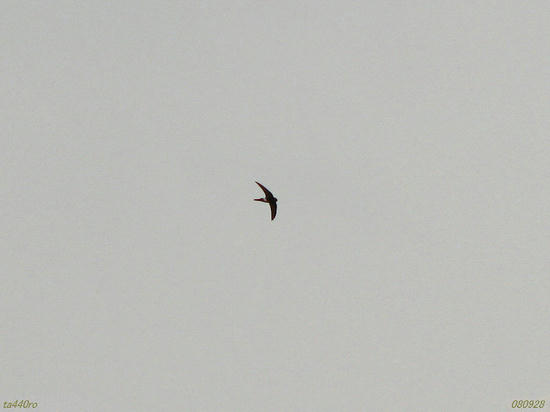 img_38292tas.jpg