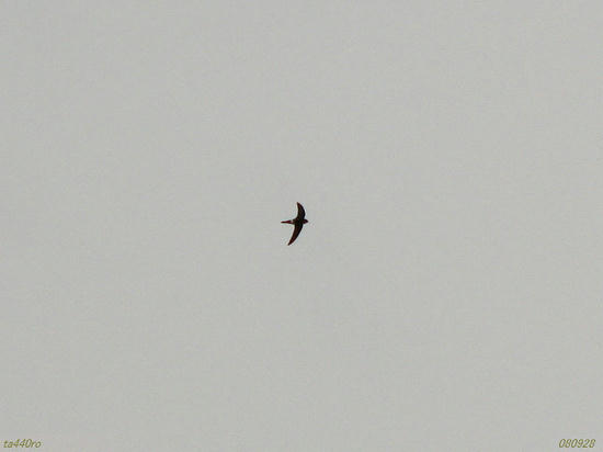 img_38293tas.jpg