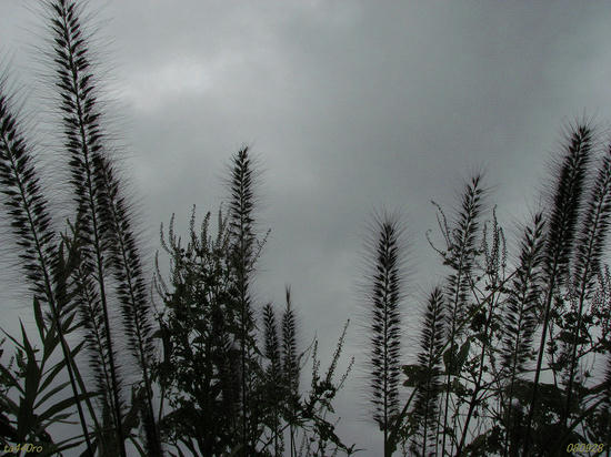 img_38168as.jpg