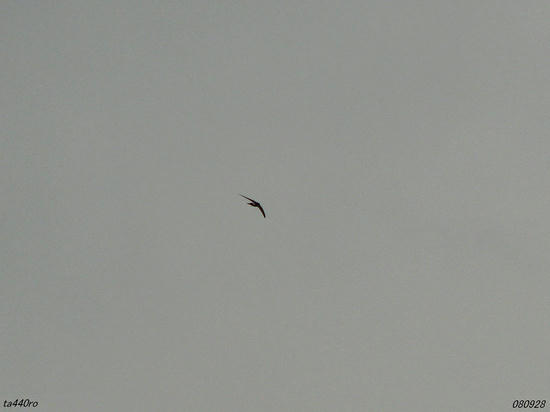 img_38291tas.jpg