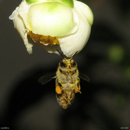 img_38541tas.jpg