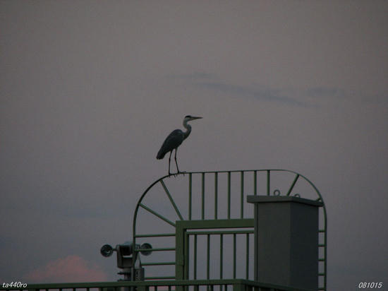 img_38817as.jpg