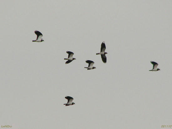 img_39749tas.jpg