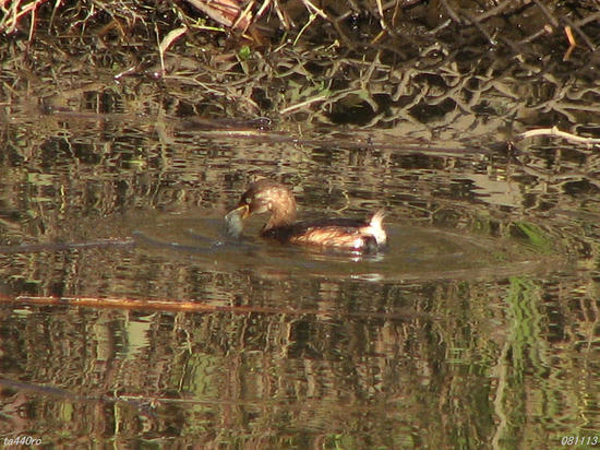 img_40017tas.jpg
