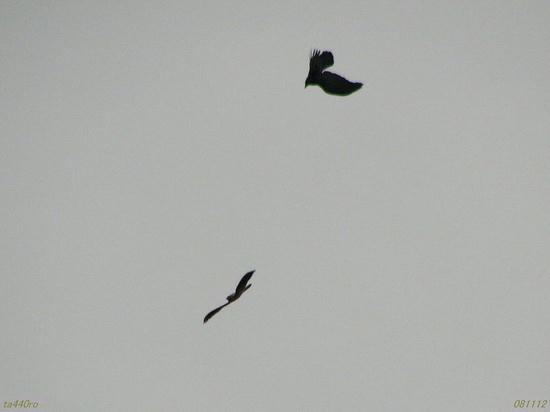 img_39919tas.jpg