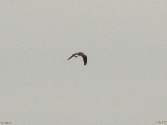 img_39927tas.jpg