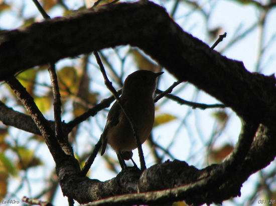 img_40570tas.jpg