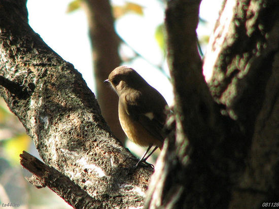 img_40574tas.jpg