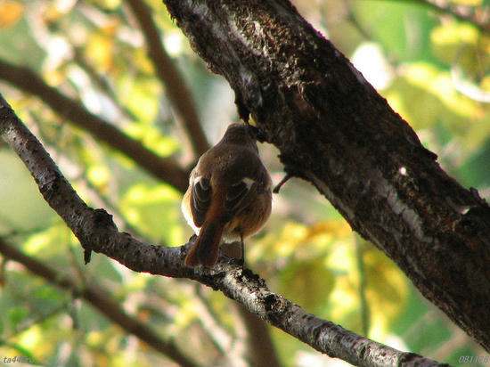 img_40578tas.jpg