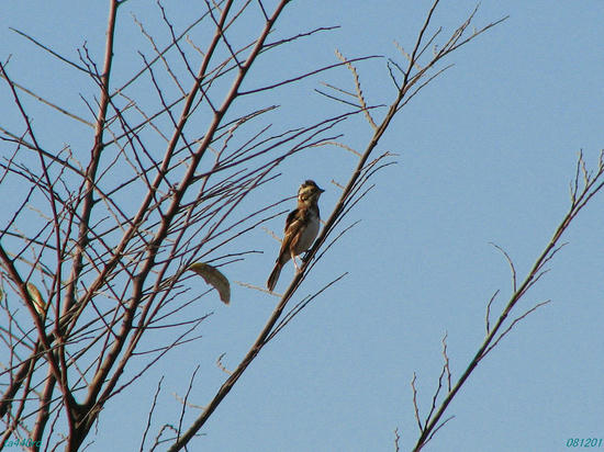 img_40795tas.jpg