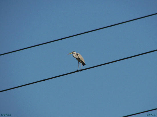 img_40218tas.jpg