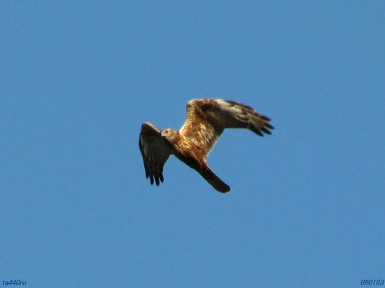 img_41175tas.jpg