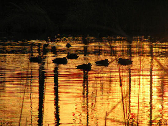 img_41935as.jpg