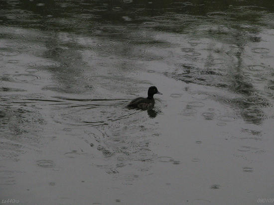 img_41569tas.jpg