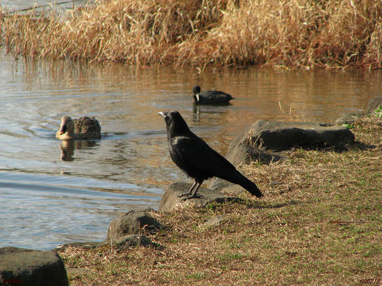 img_42733as.jpg