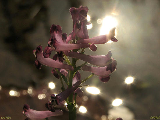 img_43639tas.jpg