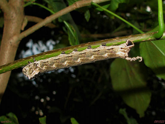 img_45484tas.jpg