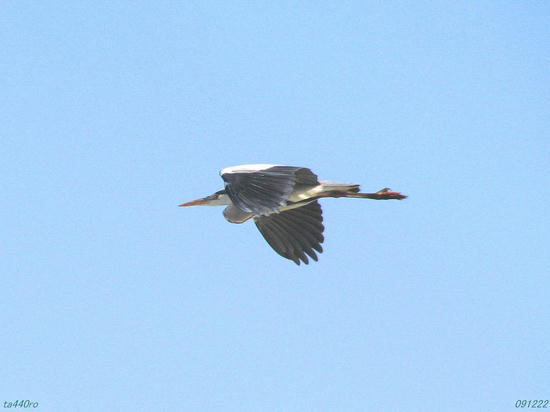 img_46471tas.jpg