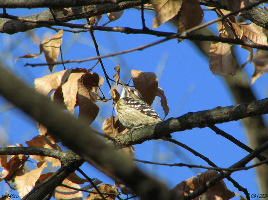 img_46875tas.jpg
