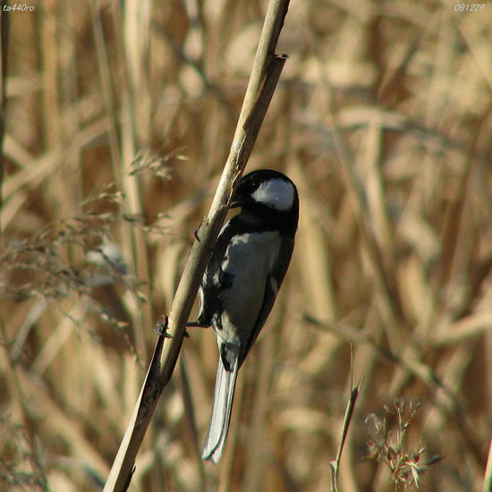 img_46952tas.jpg