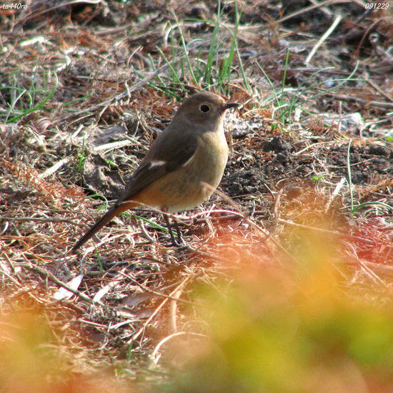 img_46870tas.jpg