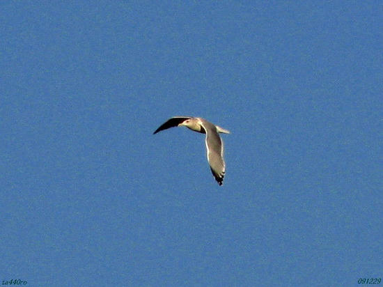 img_46982tas.jpg