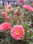 CA383598.JPG