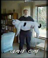 Bigcat