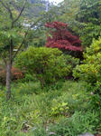 nisamosa