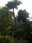 HUKAMIDORI