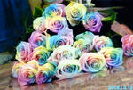 r-rose1.jpg