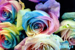r-rose2.jpg