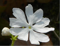 6135d50a.JPG