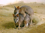 カンガルー