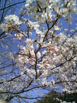090329_124525.JPG