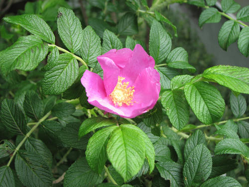 20110701.jpg