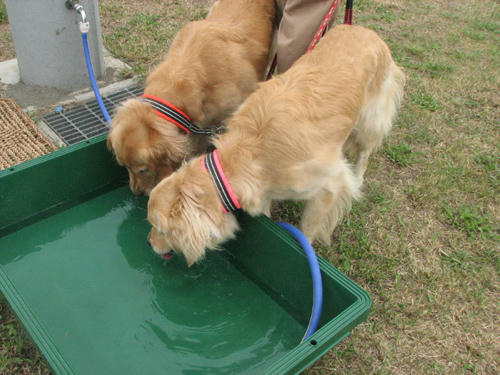20110809.jpg