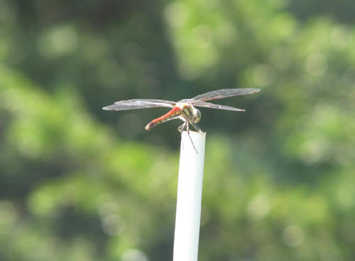 20110810.jpg