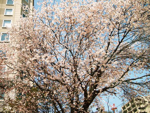 桜