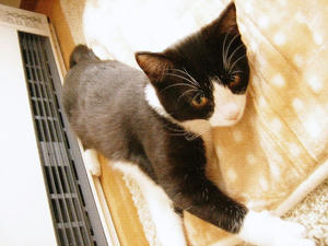 くろねこのたんご