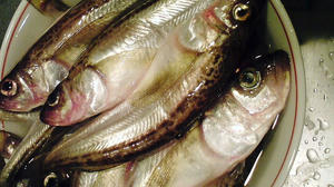魚の目ってかわいくな？