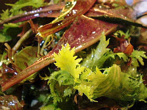いろいろ野菜