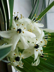 花1