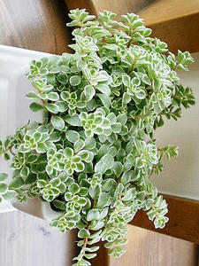 花2」