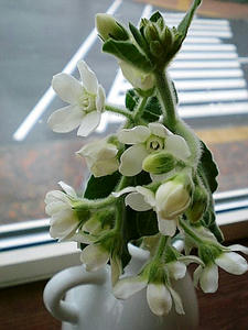 花3